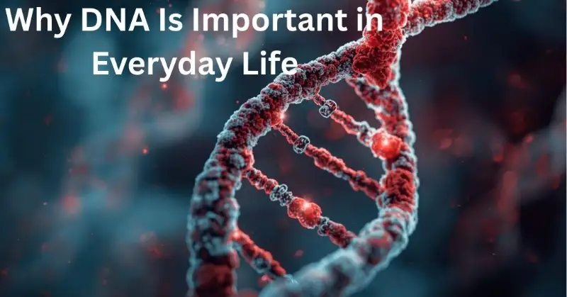 Why DNA Is Important in Everyday Life